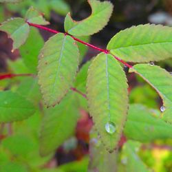 Close-up of green leaves