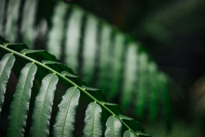 Close-up of green leaves on plant