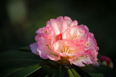 Close-up of pink rose flower