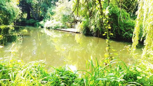 Scenic view of river amidst trees in forest