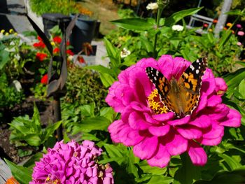 Close-up of butterfly pollinating on pink flower