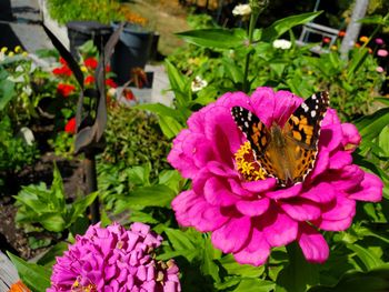 Close-up of butterfly pollinating on pink flower