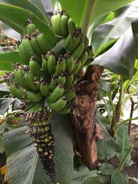 Close-up of bunch of fruits