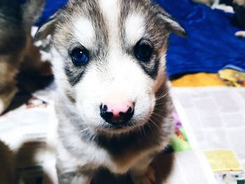 Close-up portrait of dog