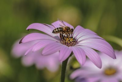 Close-up of bee pollinating on pink flower