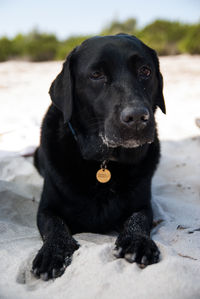 Close-up portrait of black dog