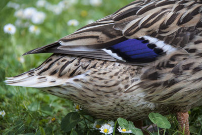 Cropped image of female mallard duck on field