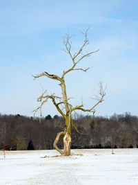 Bare tree on snow covered field against sky