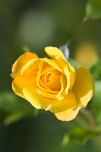 Close-up of yellow rose