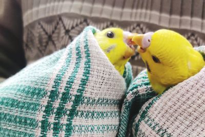 Close-up of a parrot