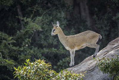 Deer standing in a forest