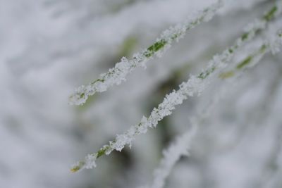 Close-up of frozen plant