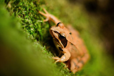 Close-up of frog on plant