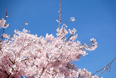 Low angle view of cherry blossoms against blue sky