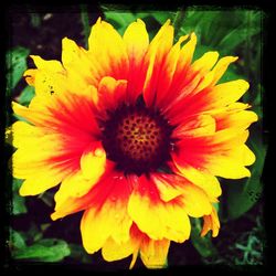 Close-up of yellow flower