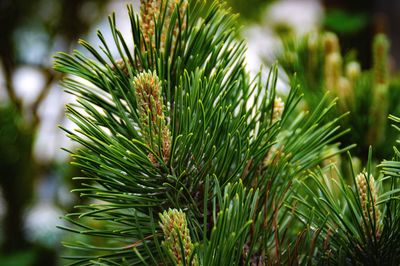 Close-up of pine tree