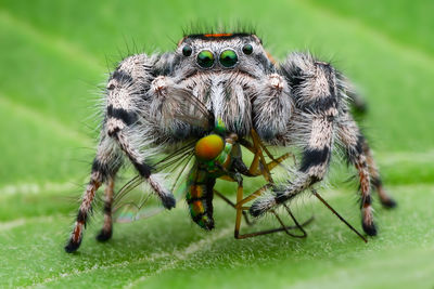 Close-up of spider