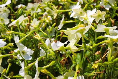 Close-up of insect on plant