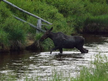 Horse in river