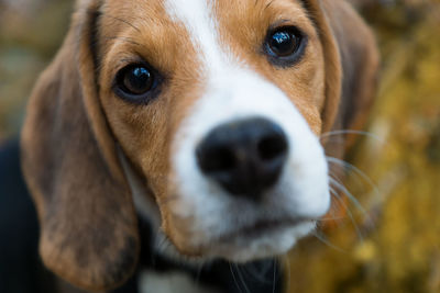 Close-up portrait of beagle