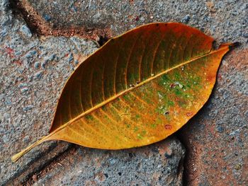 Close-up of lizard on leaf during autumn