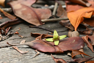 Close-up of fallen maple leaves on wood