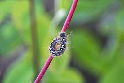 A forest tent caterpillar crawls on a branch.