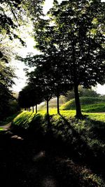 Trees in park