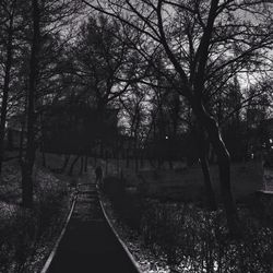 Bare trees by road