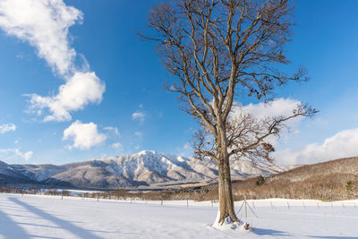 Trees on snow covered landscape against sky