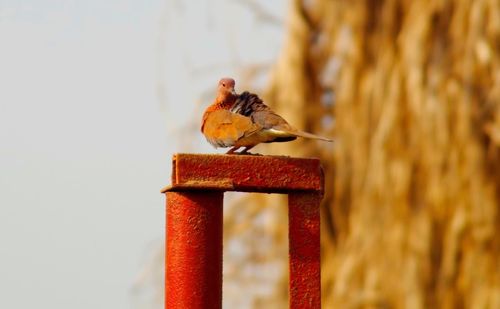 Close-up of bird perching on wall