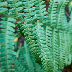 Close-up of fern leaves