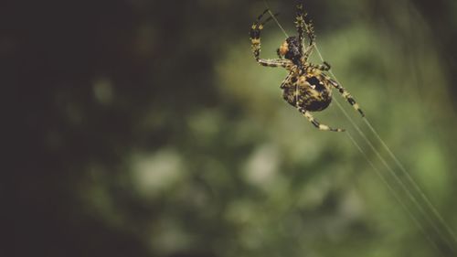 Close-up of insect