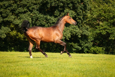 Horse on field