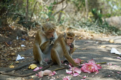 Monkeys and petals