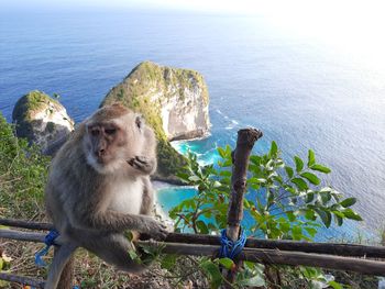 Monkey sitting on railing against sea