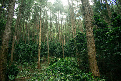 View of trees in forest