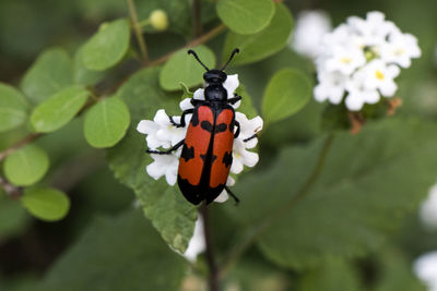 Close-up of butterfly on plant