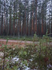 Trees growing in forest