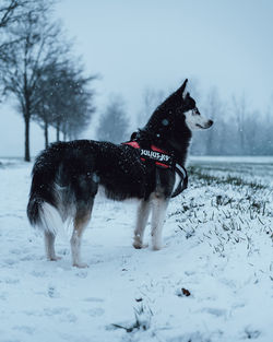 Dog on snow covered land