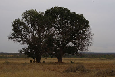 Tree on field against sky