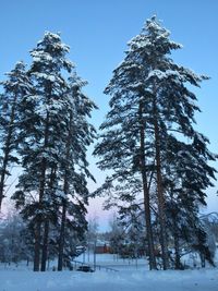 Low angle view of frozen trees against clear sky