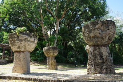 Trees in the forest