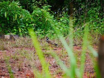 Bird on grass