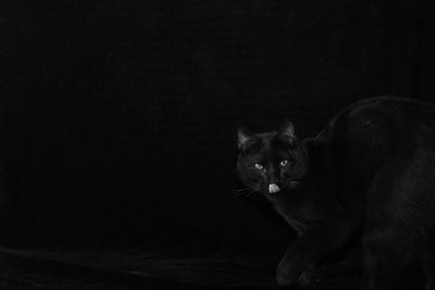 Portrait of cat against black background