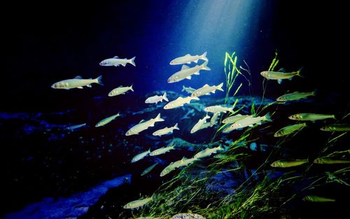 Close-up of fish swimming in aquarium