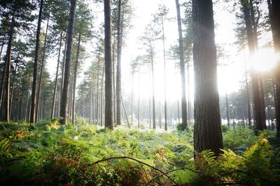 Trees in forest