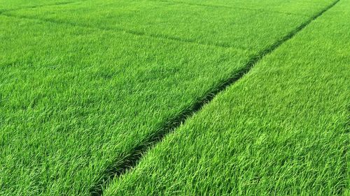 Full frame shot of wheat field