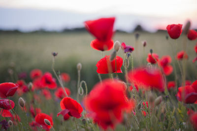 Close-up of red poppy blooming in field