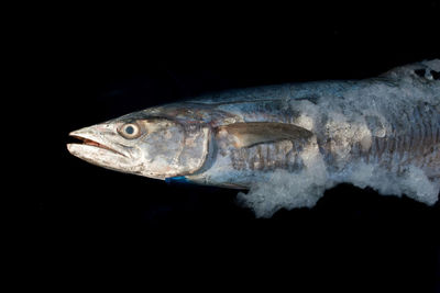 Close-up of fish underwater